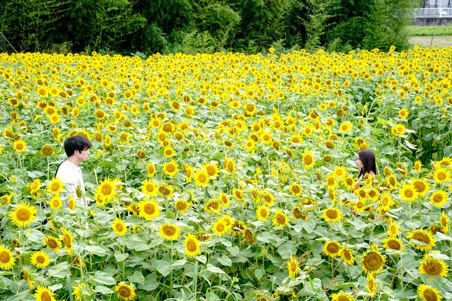 Ⓒ2025「盤上の向日葵」製作委員会（2/3）